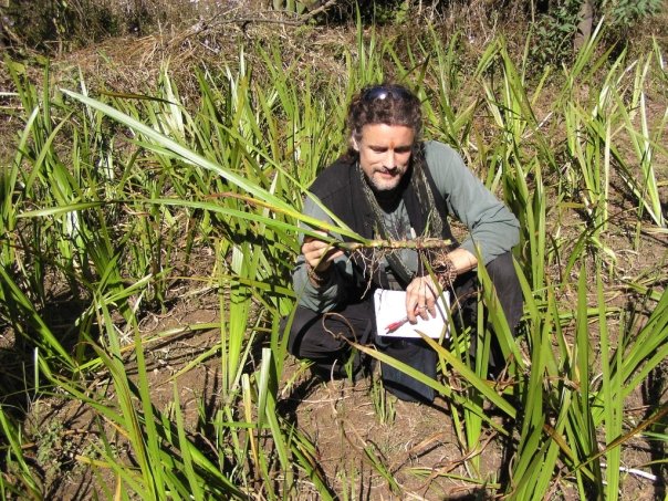 Ω VACH: CALAMUS OIL of WISDOM