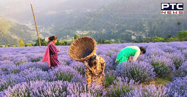 Ω KASHMIRI LAVENDER OIL