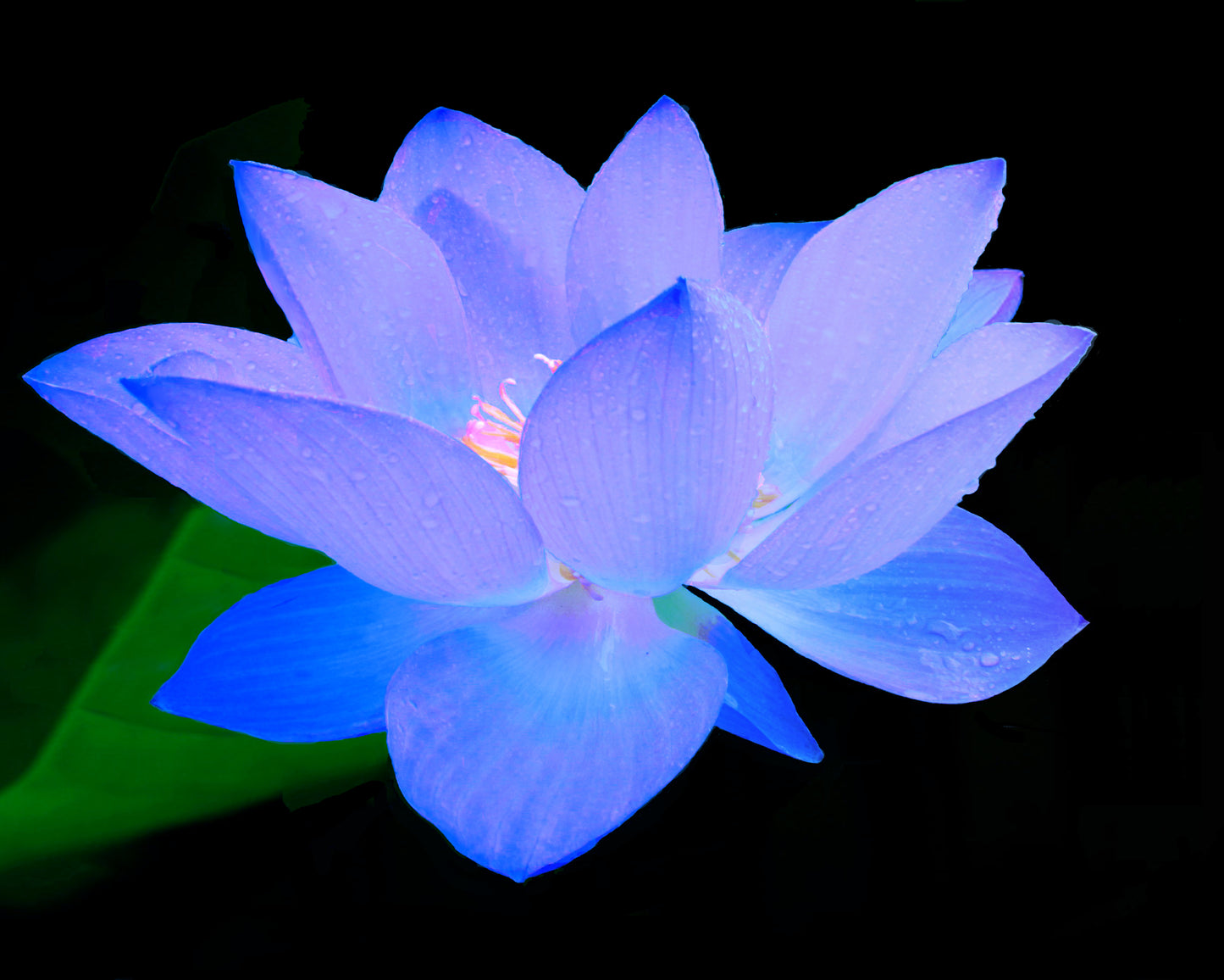 Ω BLUE LOTUS ESSENTIAL OIL