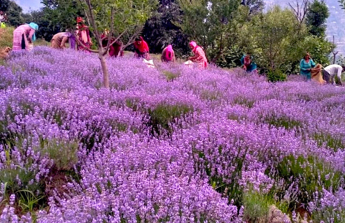 Ω KASHMIRI LAVENDER OIL