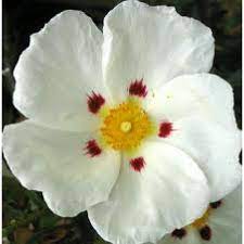 Ω EO CISTUS ROCK ROSE