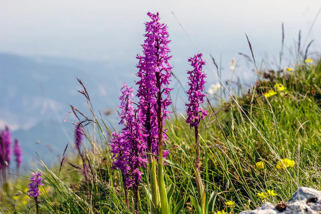 OJAS: ASTHAVARGA ORCHID OJAS